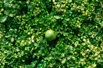 Green grass natural background. Top view