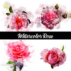 Rose Watercolor