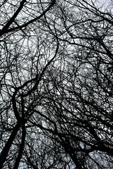 Cheveux d'arbre