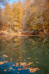 autumn at lake