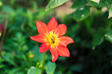 anche l'ape ha bisogno di un fiore