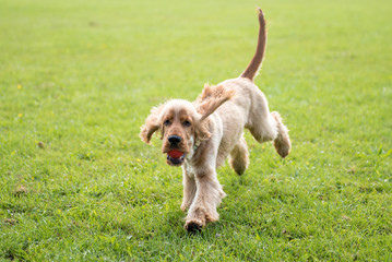Cocker Spaniel Running on a sunny day