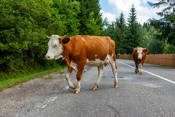 Fototapeta na wymiar Two Cows Crossing a Road