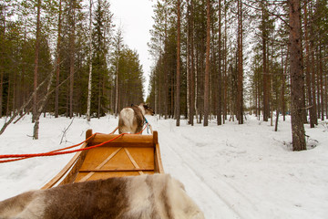 Going for a ride with reindeer in the Lapland snow