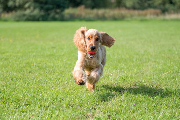 Cocker Spaniel Running on a sunny day