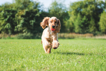Cocker Spaniel Running on a sunny day