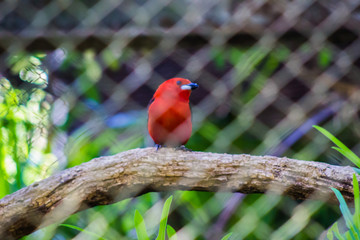 zoo city bauru