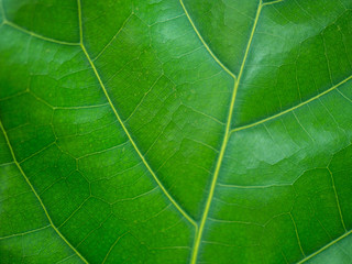 Close up green texture of leaf natural background