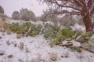 Blizzard in the land of Cactus. A large cluster of Prickly Pear Cacti getting covered in snow during a blizzard in the high desert of Arizona. 