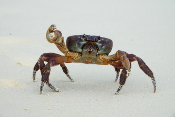 Crab with raised claw ready to attack