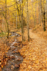 Autumn park road