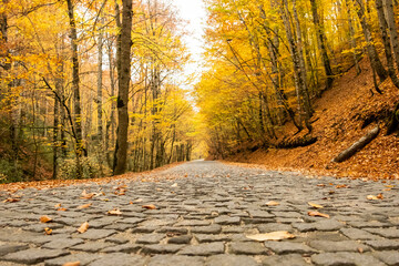 Autumn park road