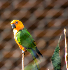 zoo city bauru