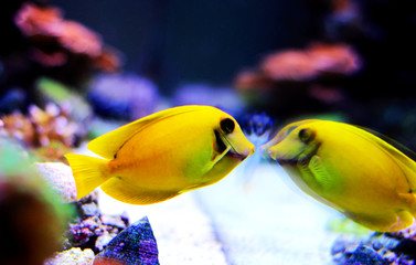 Lemon Tang aka Chocolate tang (Acanthurus sp.) 