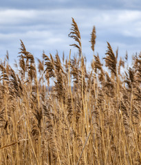 Schilfrohr im Herbst