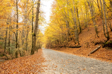 Autumn park road