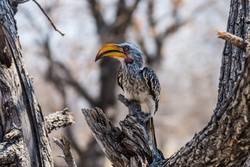 Nashornvogel in Namibia