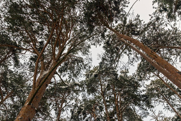 Bottom view of the trunks and crowns of pine trees against the sky in the winter forest