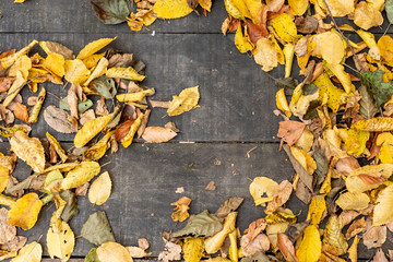 autumn leaves at floor