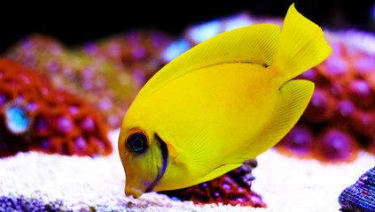 Lemon Tang aka Chocolate tang (Acanthurus sp.) 