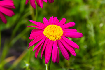 Obraz premium Pyrethrum flower in the summer sunny garden