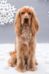 Cocker Spaniel isolated on grey background with a Christmas theme