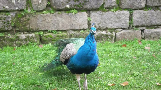 Beautiful Blue Peacock Walking On Grass. Blue peacock standing on grass cleaning its beautiful feathers in a public park in the city of Porto.