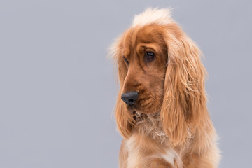 Cocker Spaniel isolated on grey background. 