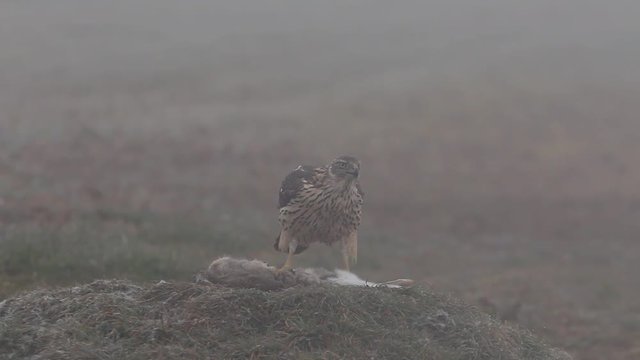 Young female of Northern goshawk. Accipiter gentilis