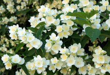 Flowers of an English dogwood