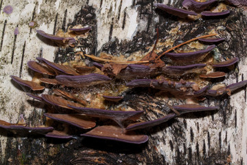 A group of fungus are growing on a birch trunk. Parasitic plant.