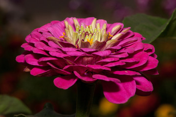 Beautiful zinnia with magenta petals is growing on a green meadow. Zinnia elegans.