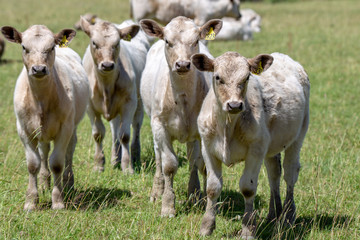 Young charolais white calves in a grassy field in Canterbury, New Zealand