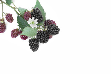 Closeup shot of fresh blackberries fruit solated on white background.Top view 