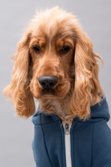 Cocker Spaniel photo shoot isolated on grey background wearing a hooded blue jacket