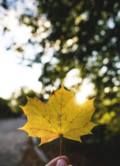 Ahornblatt im Herbst
