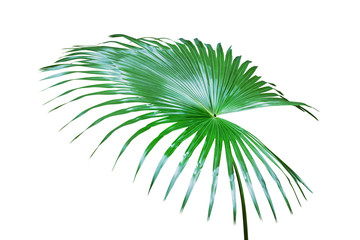 Fototapeta premium Fresh Green Leaf of Exotic Tropical Palm Isolated on White Background