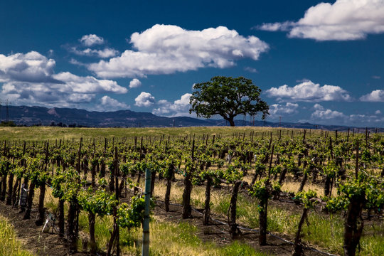 Paso Robles Winery
