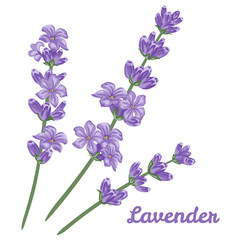 Lavender on white background. Vector illustration of flowers in cartoon simple flat style.