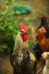 Beautiful big rooster. vertical