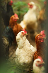 A lot of chickens macro. vertical