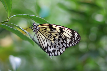 Fototapeta na wymiar White Rice Wing Butterfly Closeup Close Up