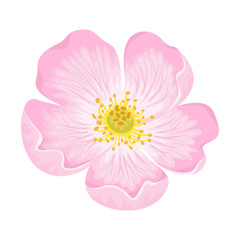 Dog-rose flower isolated on white background. Vector illustration of Rosehip in simple cartoon flat style. Wild rose icon.