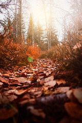 Wald mit Sonne, Gegenlicht, Blätterweg