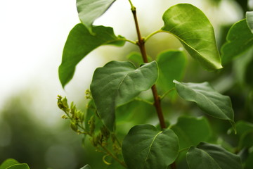 Branch of lilac on a tree