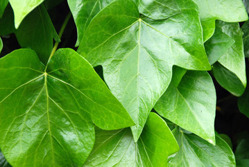 HEDERA HELIX. HIEDRA