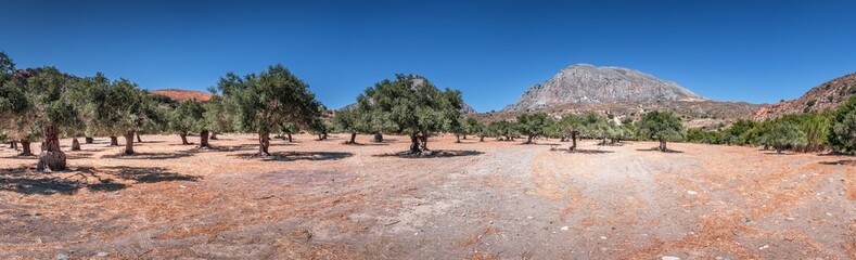 Panoramic landscape with olive trees plantation