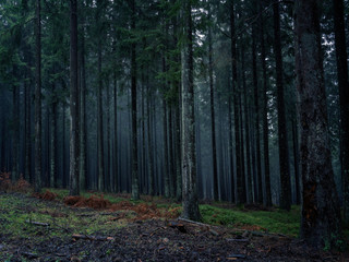 Misty trees in the cold and dark wookd.
