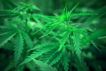  marijuana  background. bush cannabis.