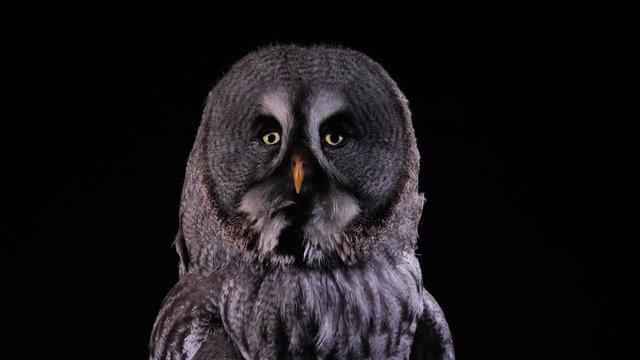 Portrait von einem Bartkauz als Studioaufnahme vor schwarzem Hintergrund, mehrere takes